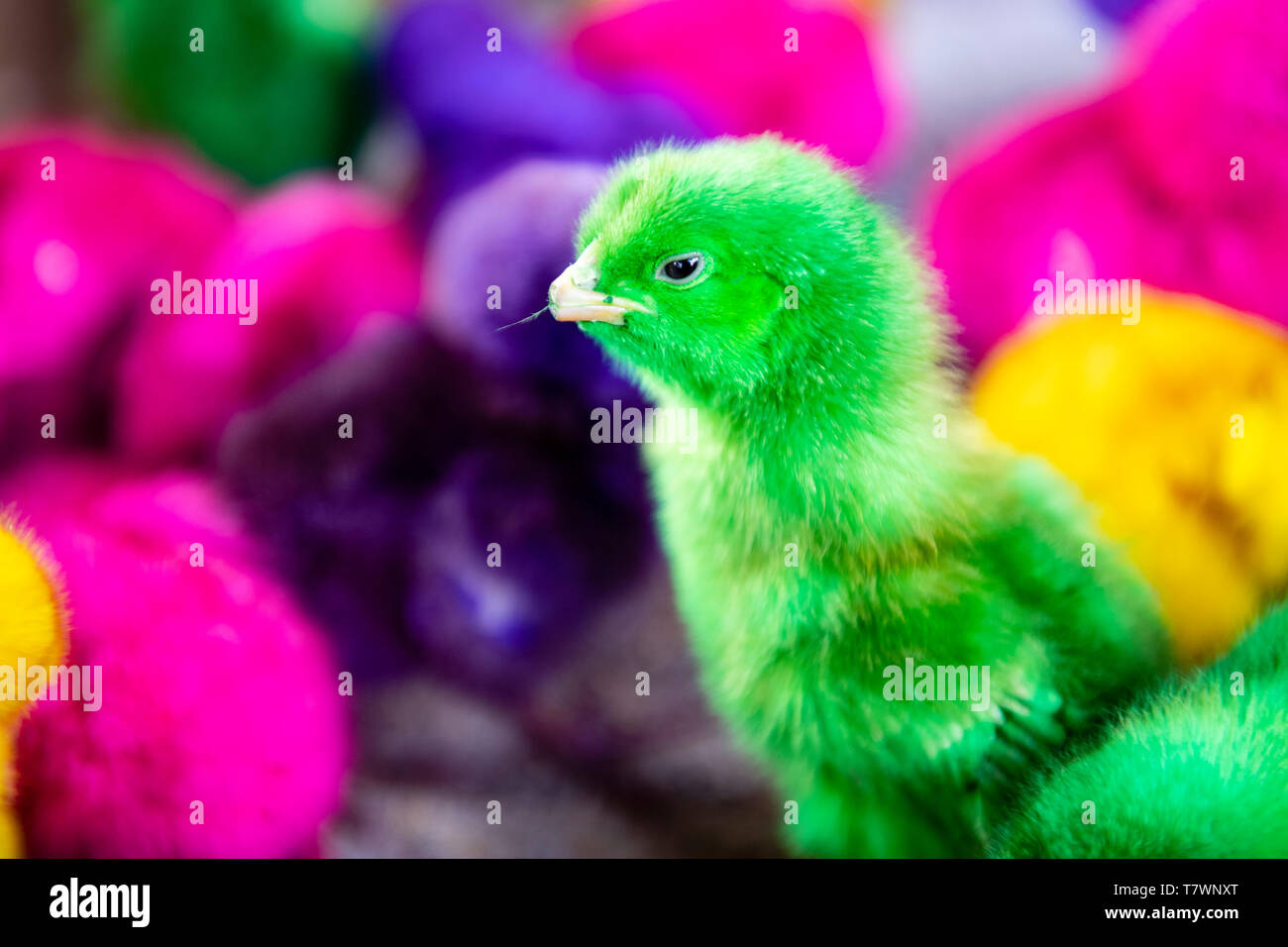 Indonesien, Java, Jakarta, Yogyakarta, bunte Küken an Vogel markt Stockfoto