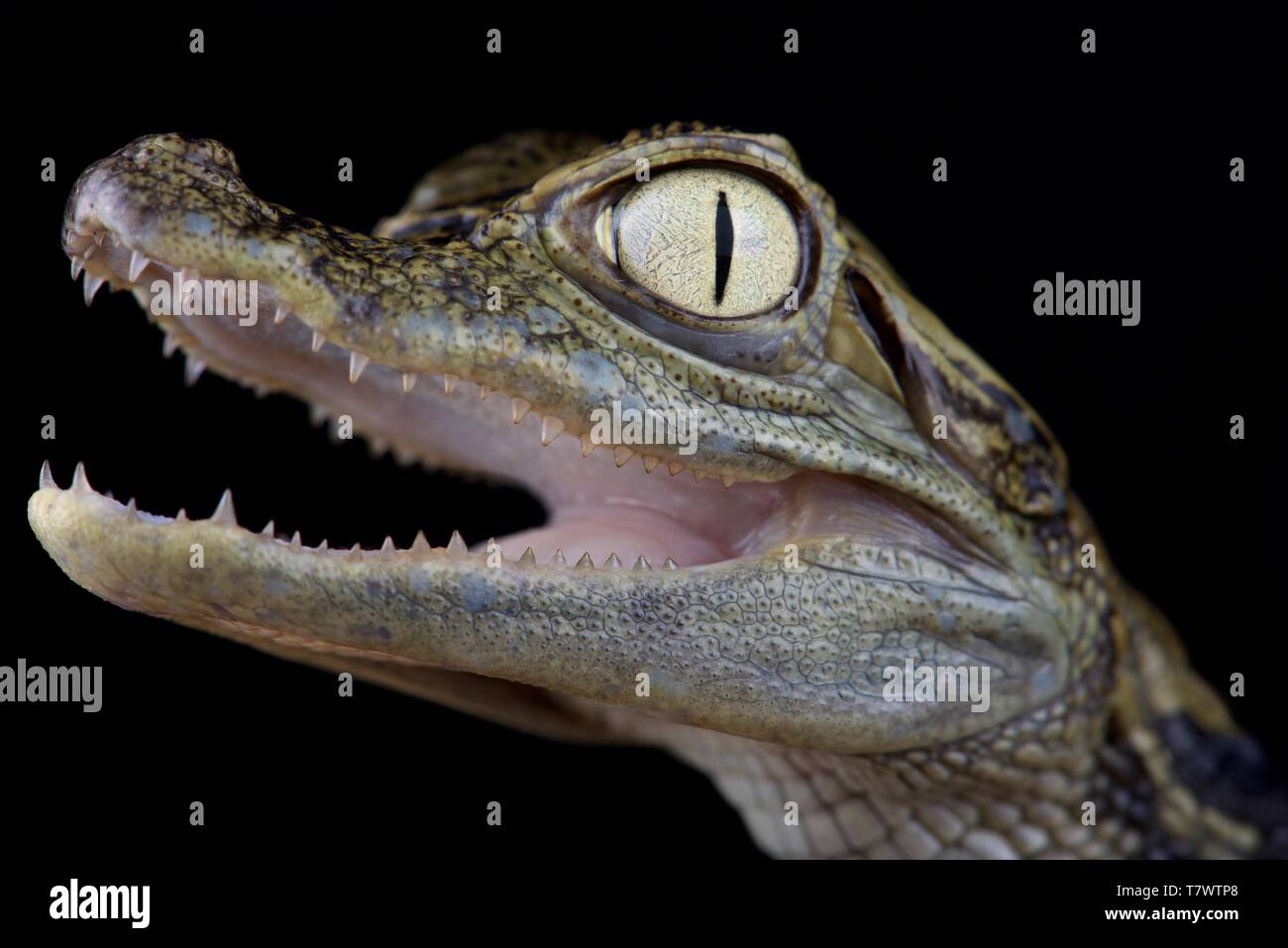 Chiapasius brillenbär Kaimane (Caiman crocodilus chiapasius) Stockfoto
