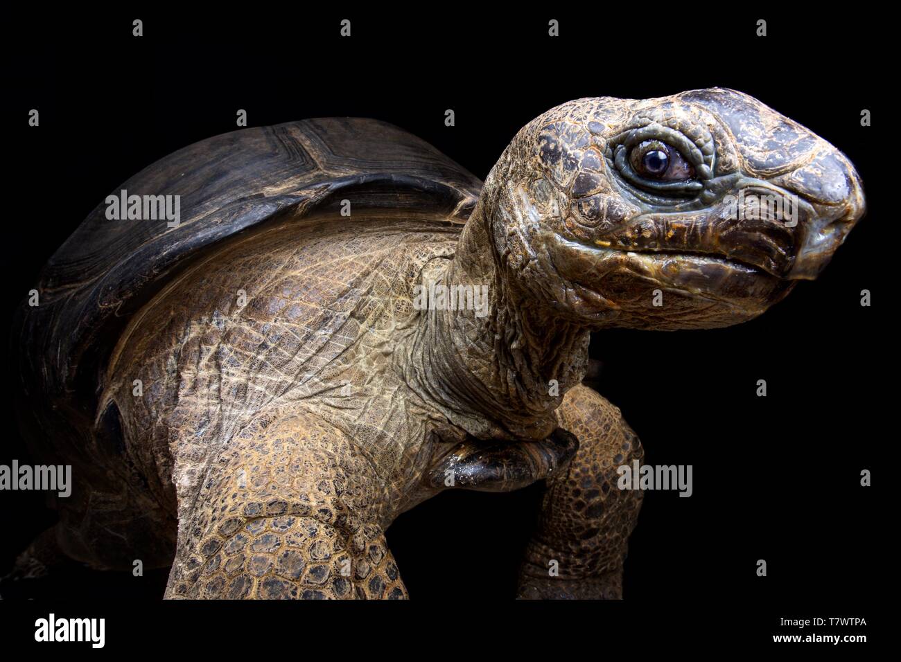 Aldabra-Riesenschildkröte (Aldabrachelys Gigantea) Stockfoto