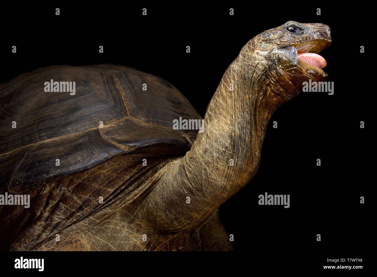Aldabra-Riesenschildkröte (Aldabrachelys Gigantea) Stockfoto