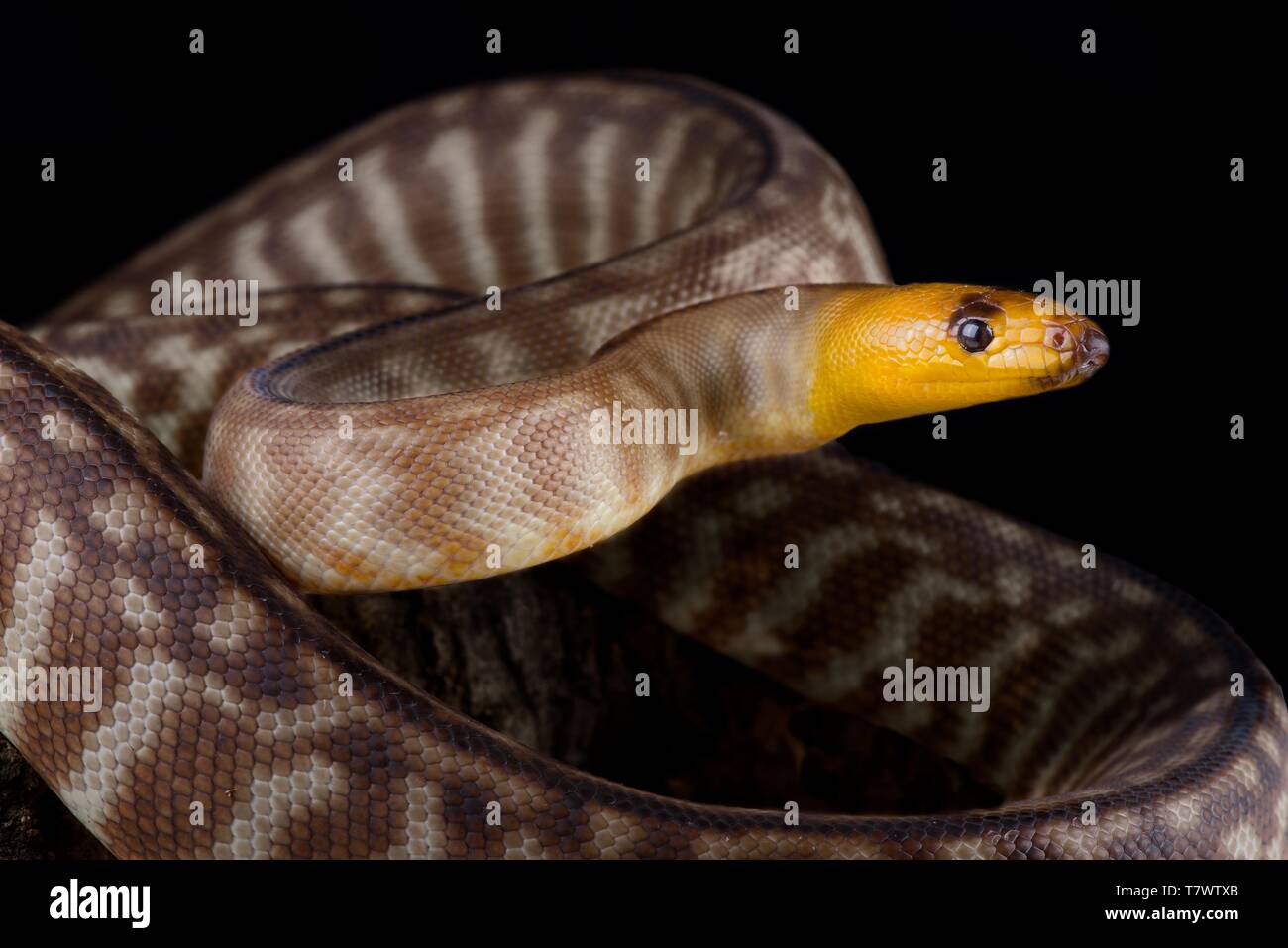 WOMA Python (Schwarzkopfpythons Ramsayi) Stockfoto
