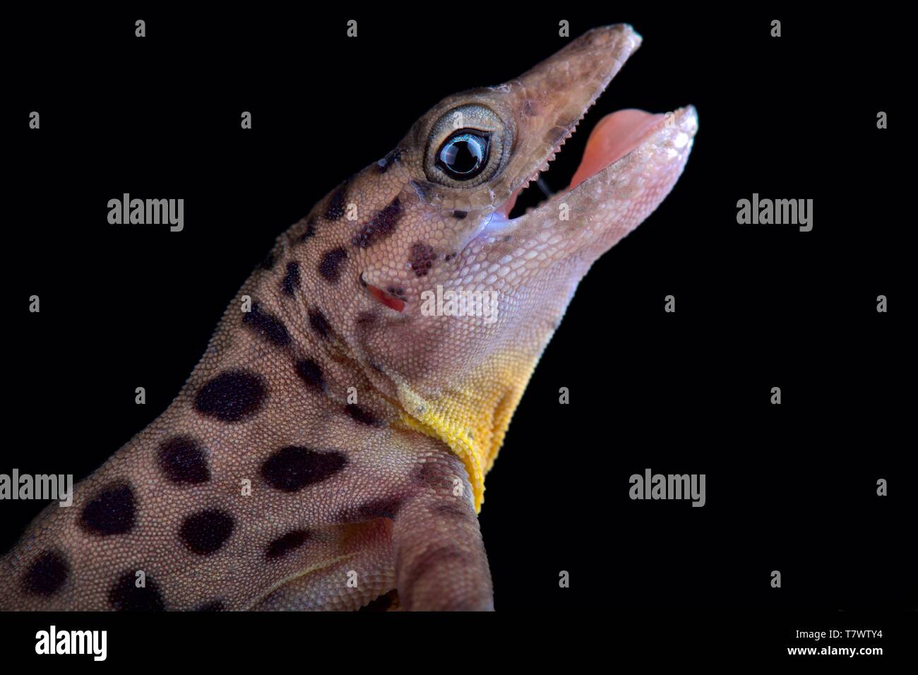 Saban Anole (Ctenonotus sabanus) Stockfoto