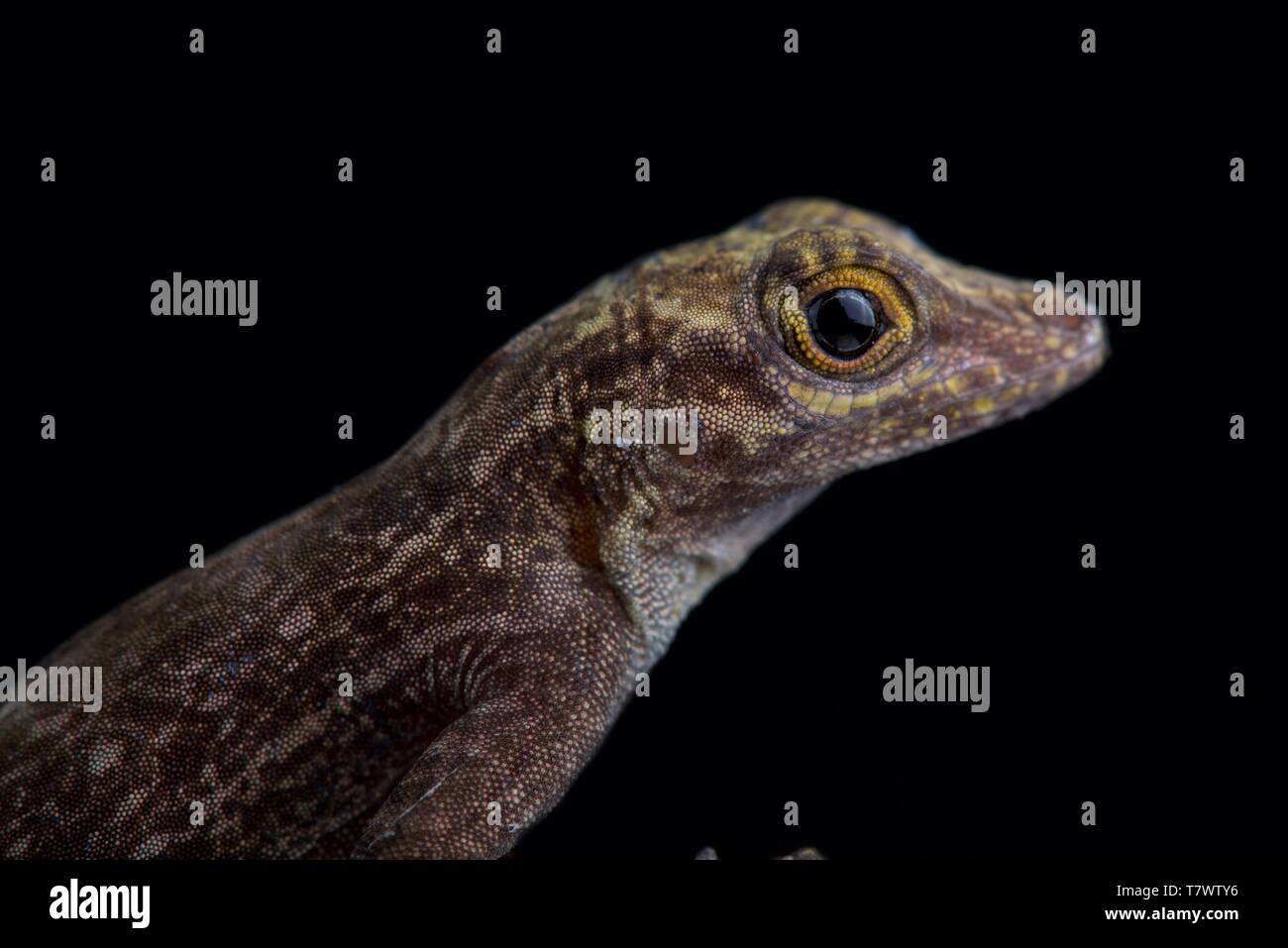 Rinde anole (Ctenonotus distichus distichus) Stockfoto