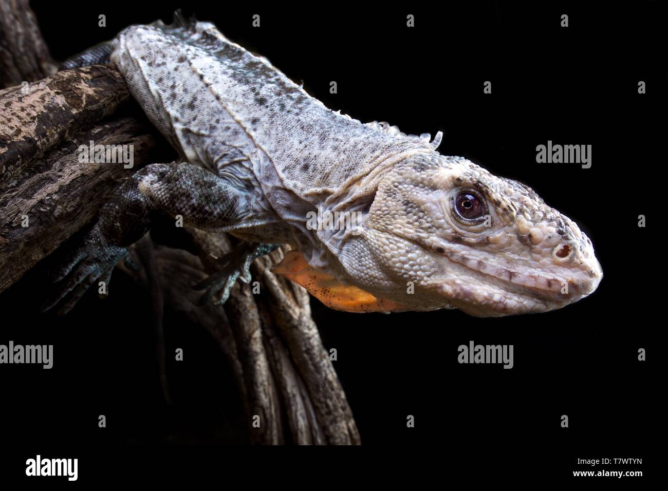 Utila Iguana (Ctenosaura bakeri) Stockfoto