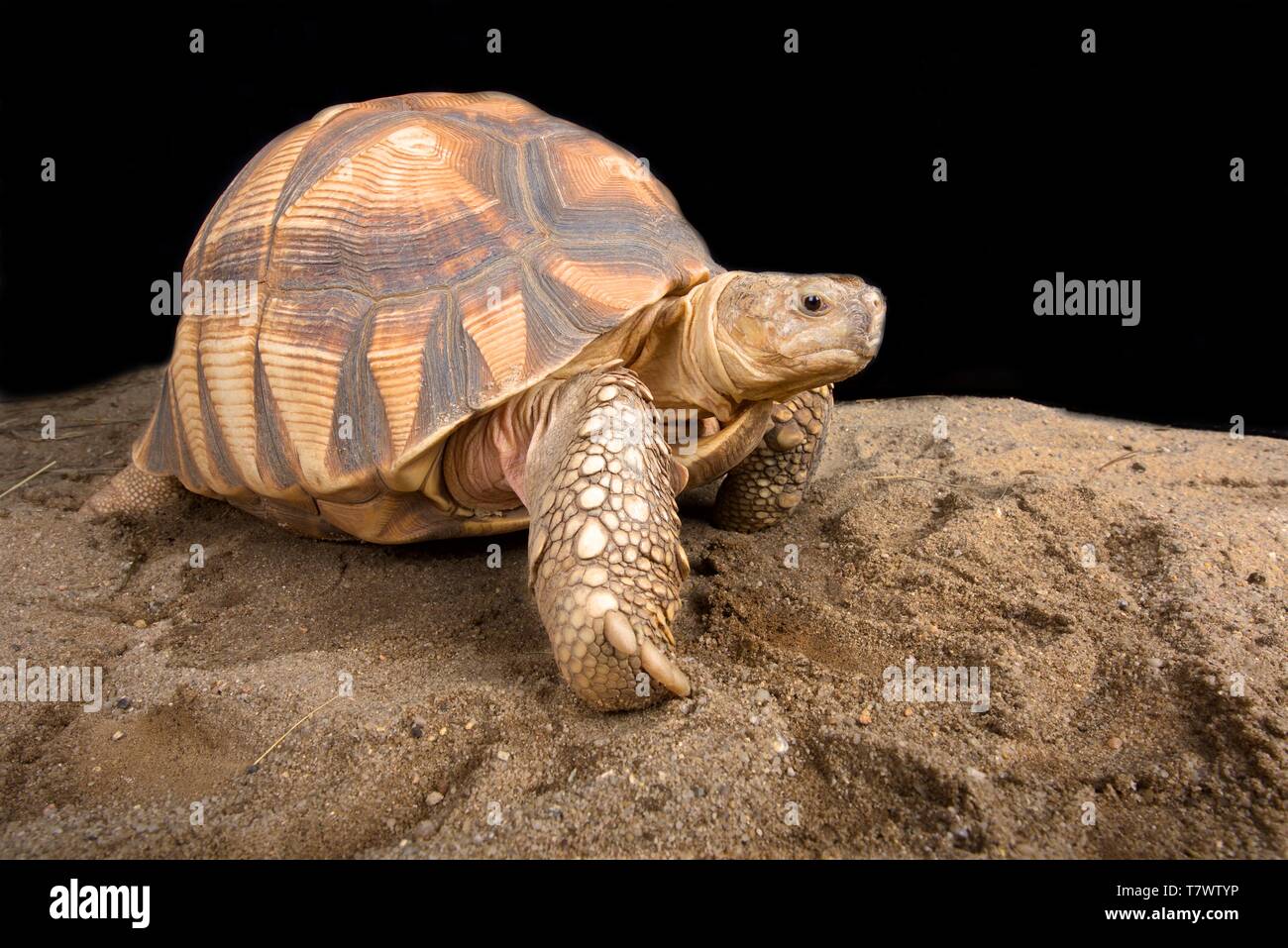 Angonoka Schildkröte (Astrochelys yniphora) Stockfoto