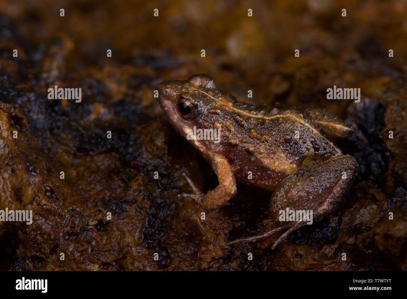Natal Zwerg Pfütze Frosch (Phrynobatrachus natalensis) Stockfoto