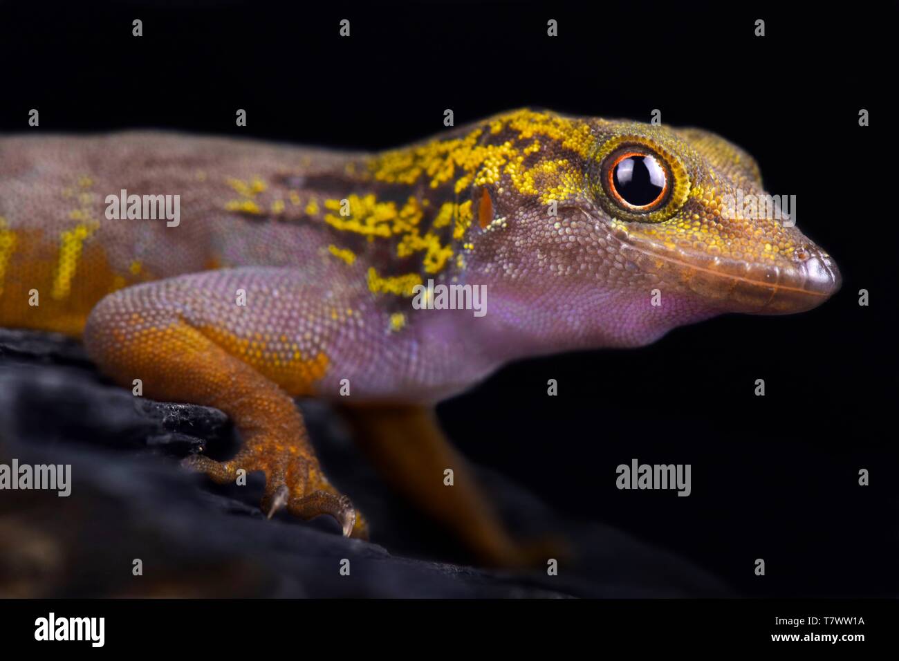 Psychedelic Rock Gecko (Cnemaspis psychedelica) Stockfoto