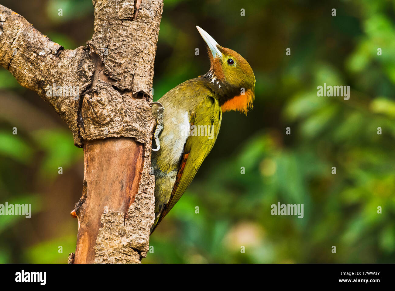 Mehr gelb-naped Specht, Chrysophlegma flavinucha, Sattal, Uttarakhand, Indien. Stockfoto