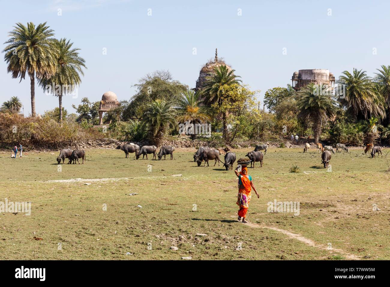 Indien, Madhya Pradesh, Chanderi, einer Frau sammeln Büffel dungs Stockfoto
