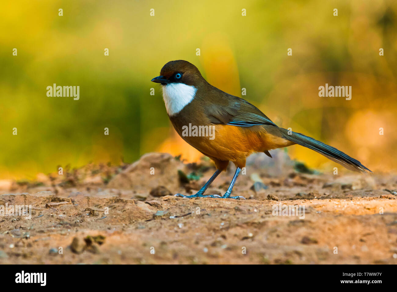 White-throated laughingthrush, Garrulax albogularis, Sattal, Uttarakhand, Indien. Stockfoto