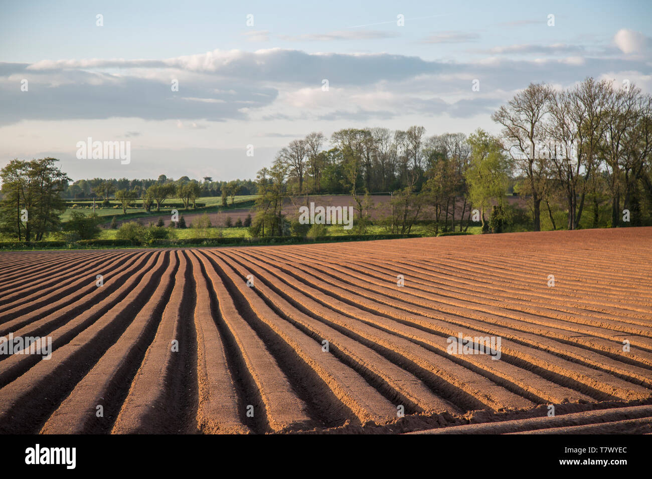 UK ländlichen, Frühling Landschaft; im Vordergrund Schwerpunkt der frisch Gepflügt (Gepflügt) Farmer's Feld in einer Kante und furche Muster. Geometrischen Linien. Stratus cloud. Stockfoto
