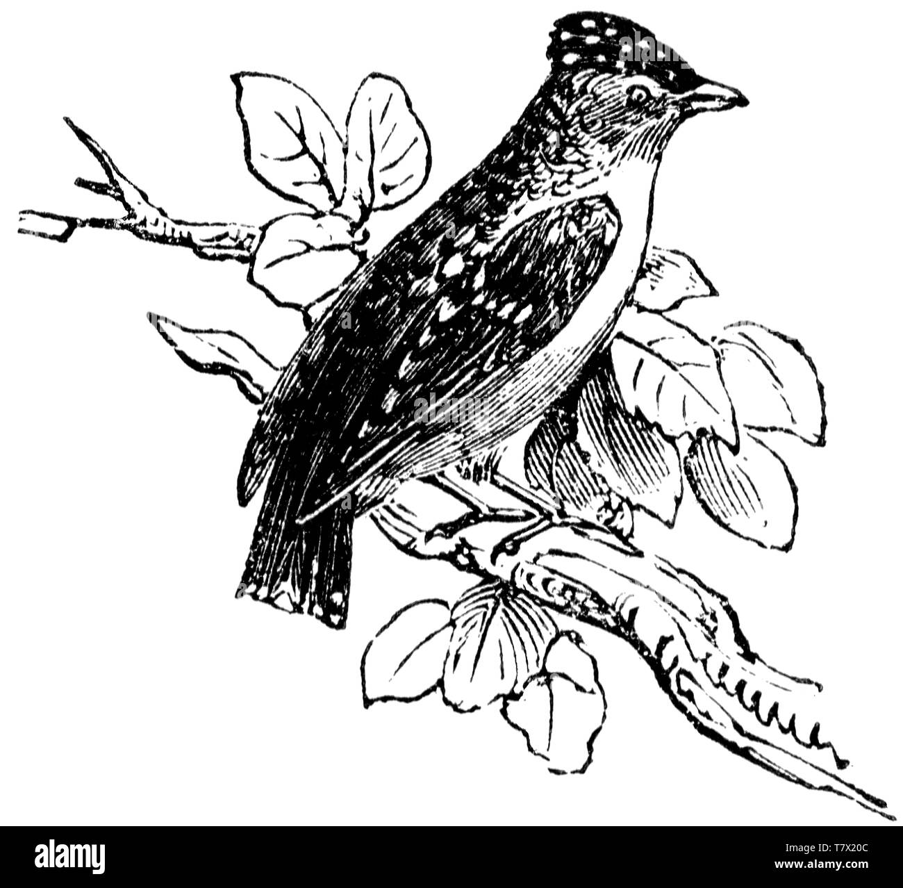 Holz graviert Illustration, von der "Schatzkammer der Natur" von Samuel Maunder, veröffentlicht 1848 Stockfoto