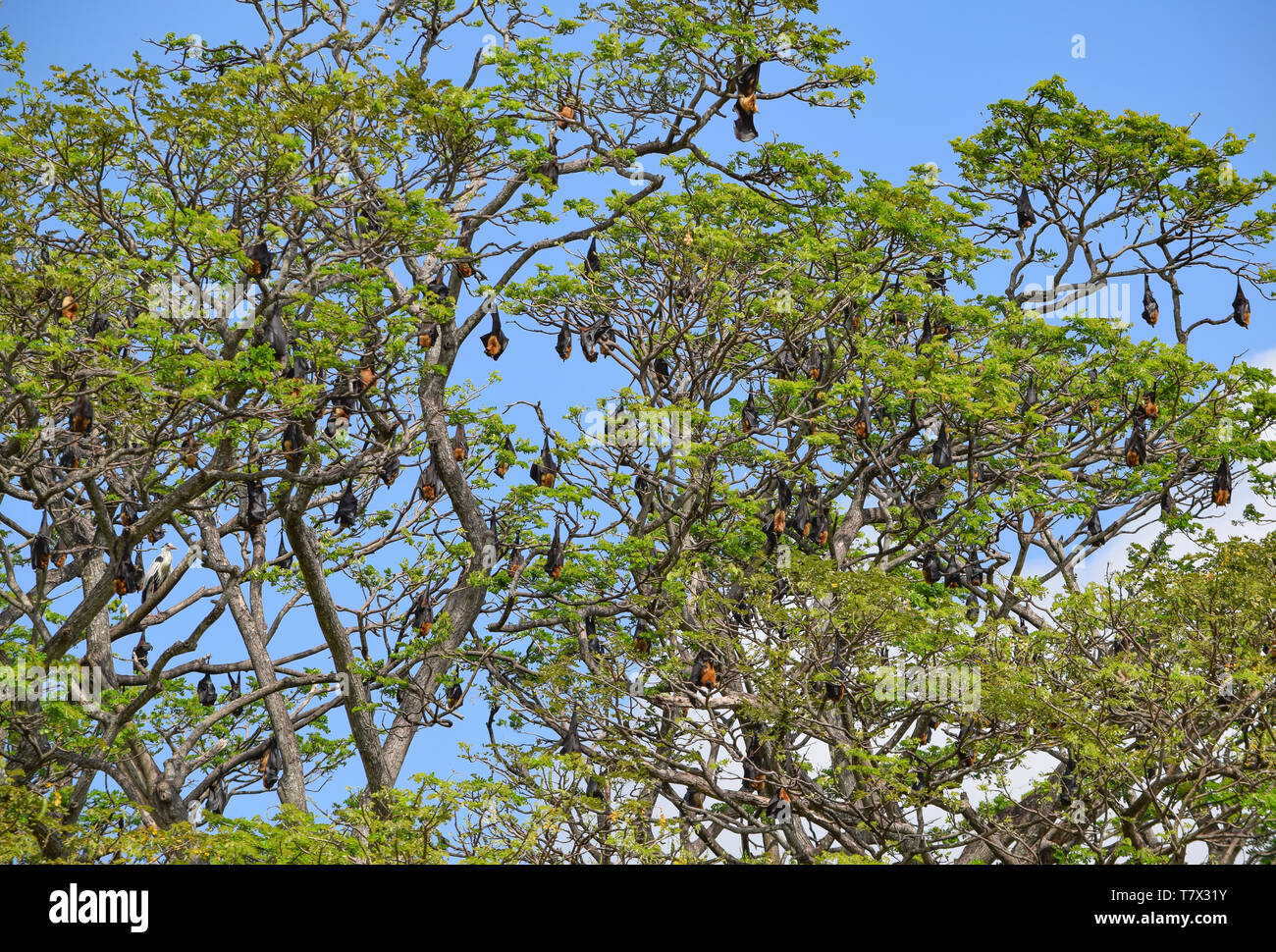 Baumkrone mit viel Ruhe megabats in Sri Lanka gesehen Stockfoto