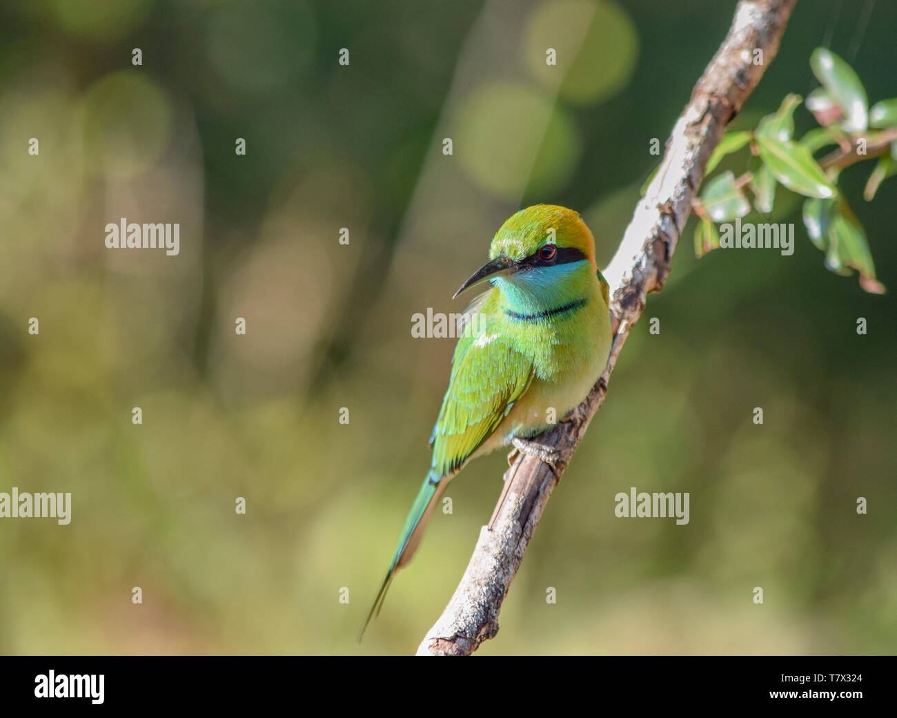 Little Green Bee-eater Vogel in Sri Lanka gesehen Stockfoto