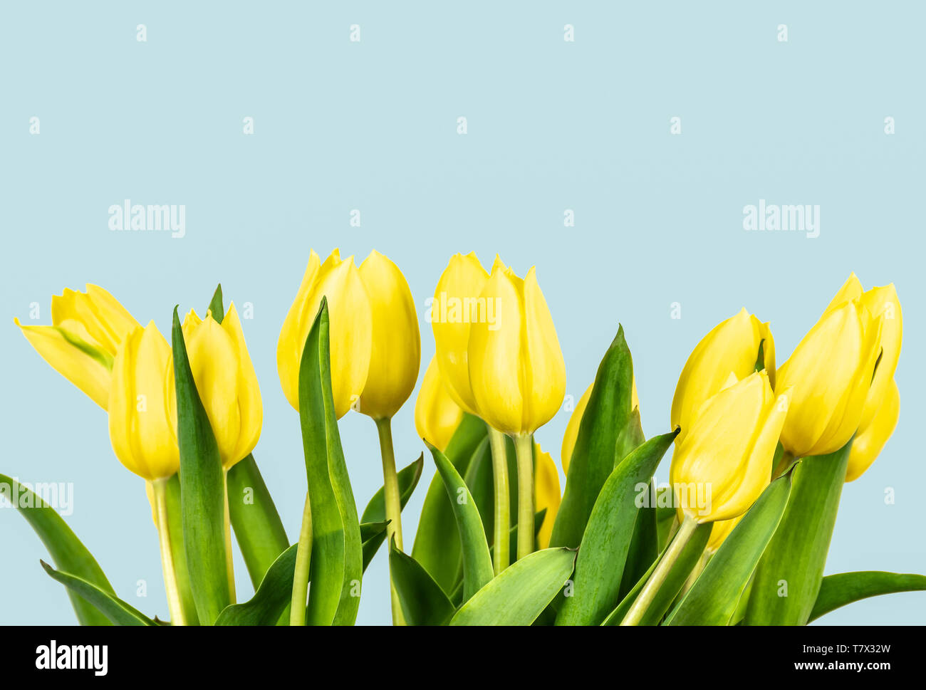 Gelbe Tulpen auf Blau pastell Hintergrund isoliert. Spring Flower Bouquet. Platz für Text. Stockfoto