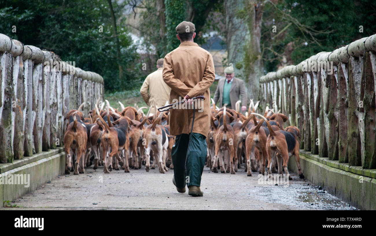 Excercising Percy Jagd foxhounds. Huntsman: Robert McCarthy (dünne Schicht) Schlagbesen In: Robert Truscott Stockfoto