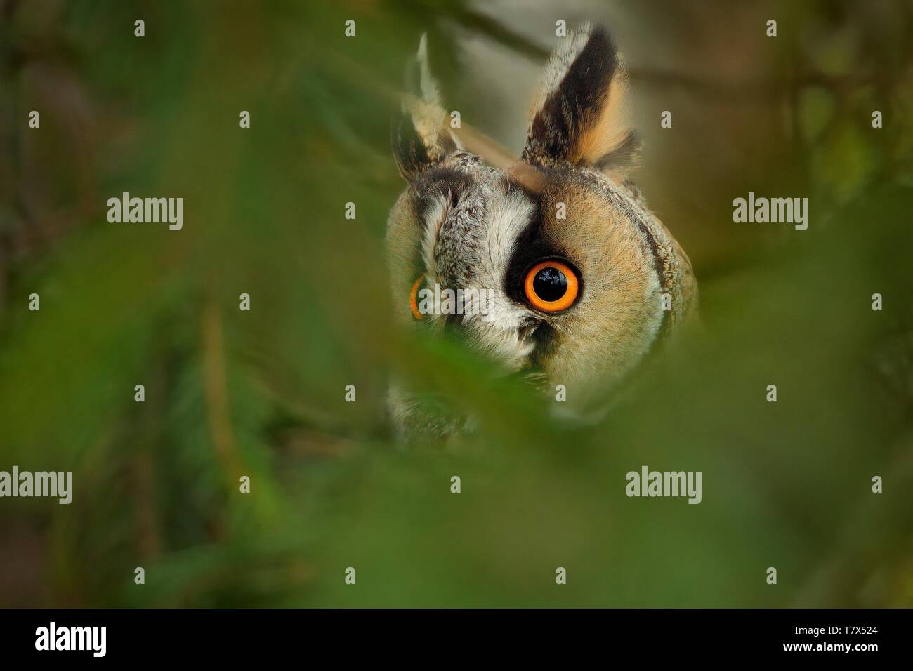 Waldohreule (Asio otus) sitzen auf dem Zweig mit seinem magischen Augen. Porträt. Stockfoto