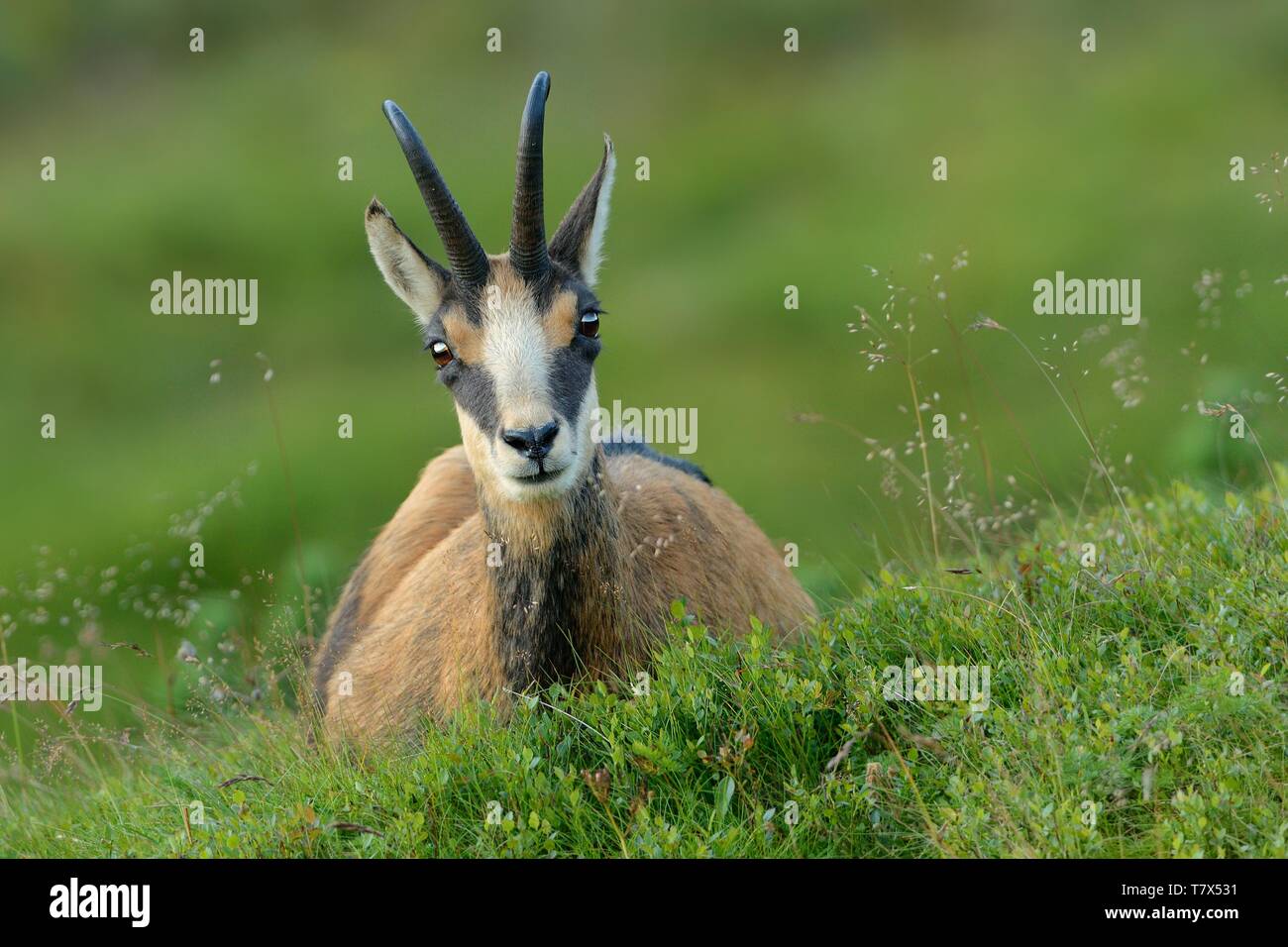 Chamois - Rupicapra rupicapra auf der Alm Stockfoto