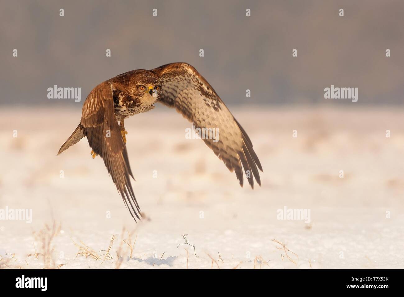 - Buteo buteo Mäusebussard Flug über die verschneite Landschaft. Stockfoto