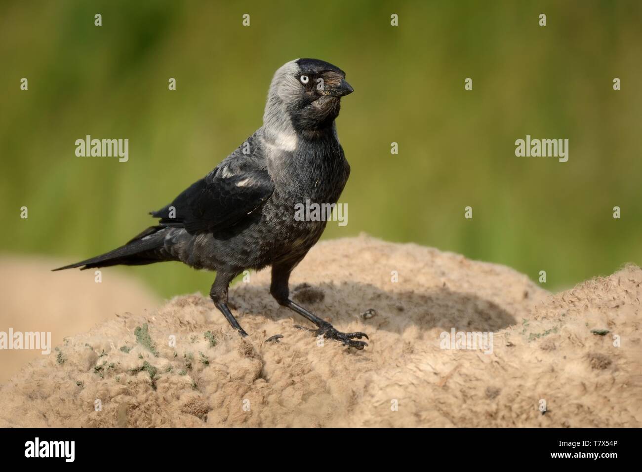 Corvus monedula - Eurasian Jackdaw fahren auf die Schafe. Stockfoto