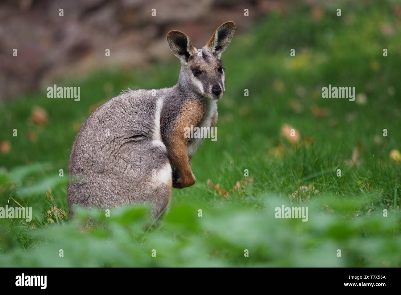 Gelb-footed Rock Wallaby - Petrogale xanthopus - Australische Känguru sitzend auf dem Gras Stockfoto