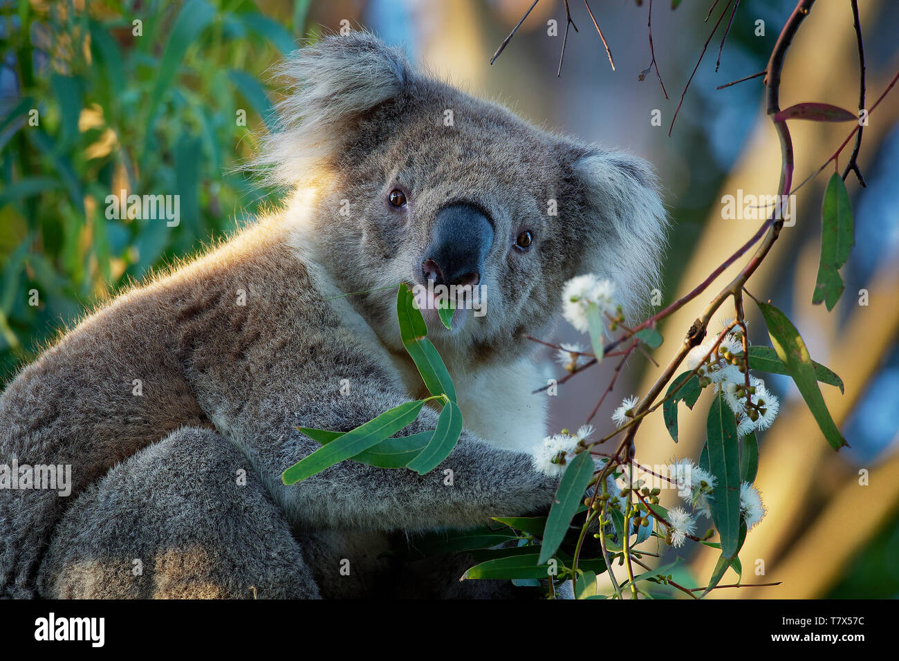 Koala - Phascolarctos cinereus auf dem Baum in Australien, essen, Klettern auf eucaluptus. Stockfoto