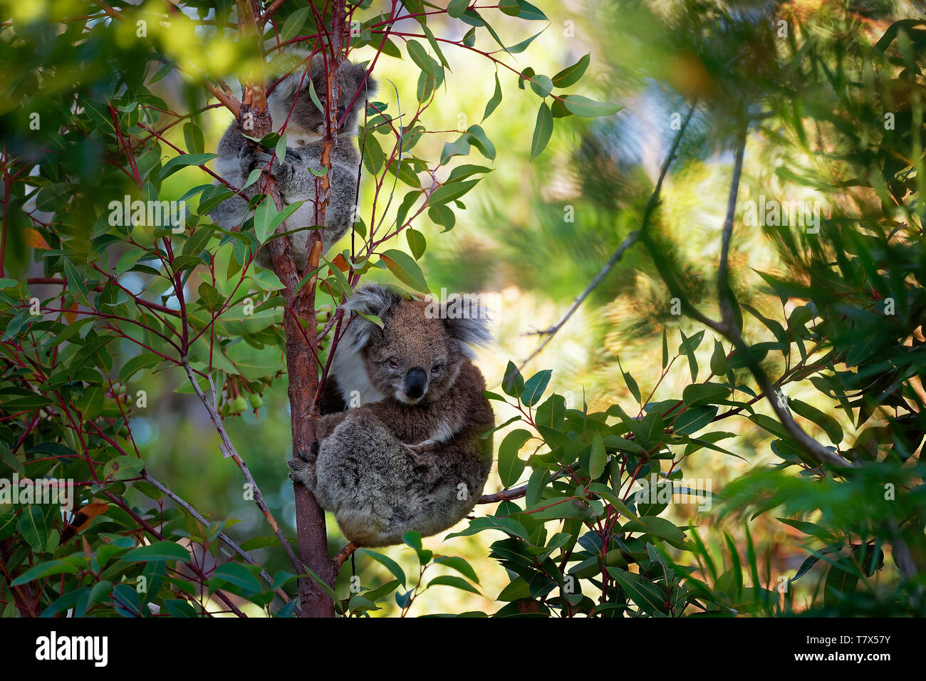 Koala - Phascolarctos cinereus auf dem Baum in Australien, Essen, Klettern Stockfoto