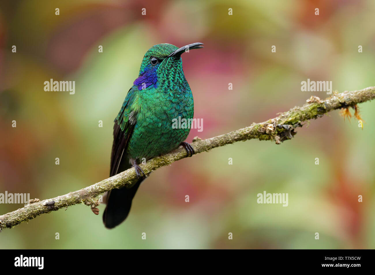 Weniger Violetear-Colibri cyanotus - Berg violett-Ohr, metallic grün Kolibriarten fand allgemein von Costa Rica bis nördlichen Südamerika Stockfoto