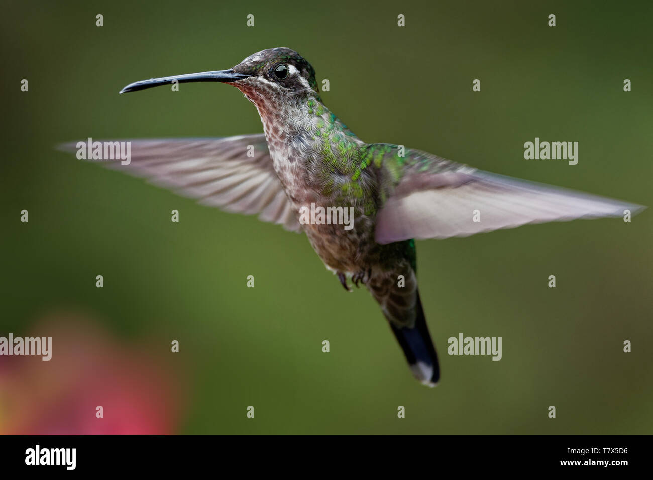 Talamanca (BEWUNDERNSWERTES) Kolibri - Eugenes californica ist groß Kolibri Leben in Costa Rica und Panama. Stockfoto