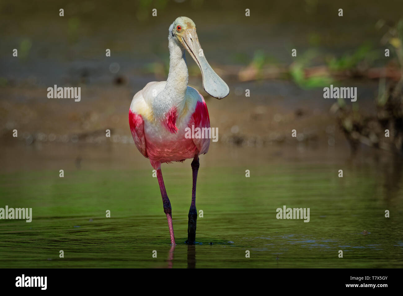 Rosalöffler - Platalea ajaja gesellig waten Vogel der Ibis und Löffler Familie, Threskiornithidae. Resident Züchter in Südamerika und ich Stockfoto