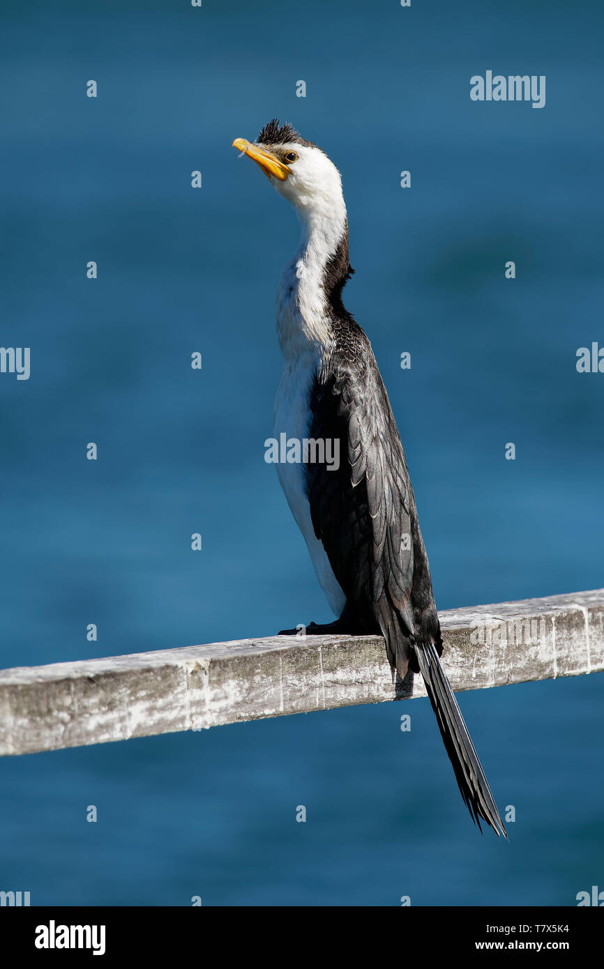 Little pied Cormorant, Little shag oder kawaupaka (Microcarbo melanoleucos) Trocknen seine Flügel über dem Wasser, Australien Stockfoto