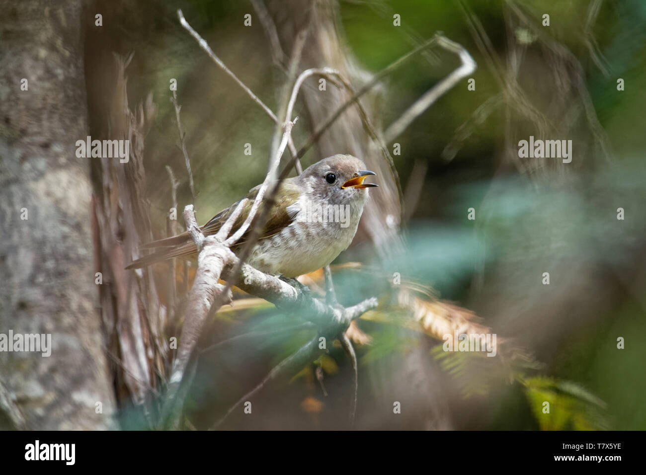 Glänzender Bronze kuckucksuhr Chrysococcyx Lucidus-Arten in der Familie Cuculidae, Australien, Indonesien, Neukaledonien, Neuseeland, Papua-Neuguinea, So Stockfoto