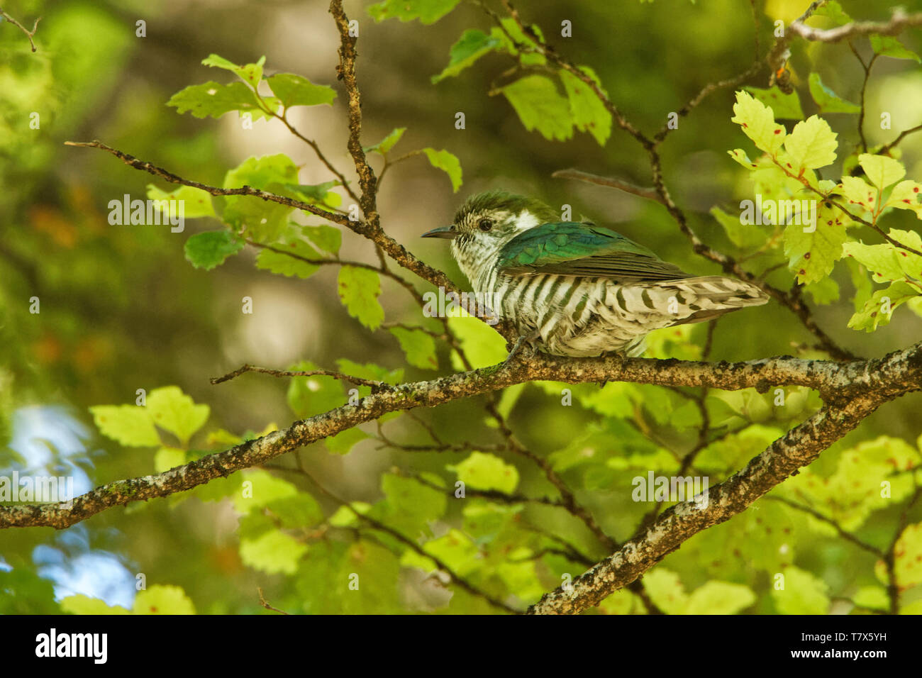 Glänzender Bronze kuckucksuhr Chrysococcyx Lucidus-Arten Familie Cuculidae, Australien, Indonesien, Neukaledonien, Neuseeland, Papua-Neuguinea, Salomonen I Stockfoto