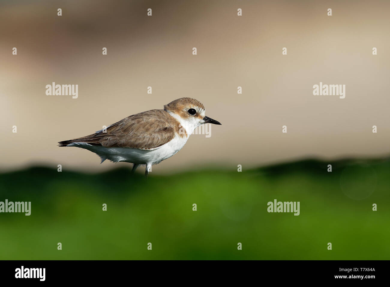 Seeregenpfeifer - Charadrius alexandrinus am Strand am Meer, Sommer in Kap Verde, Grünalgen, Blue Ocean Stockfoto