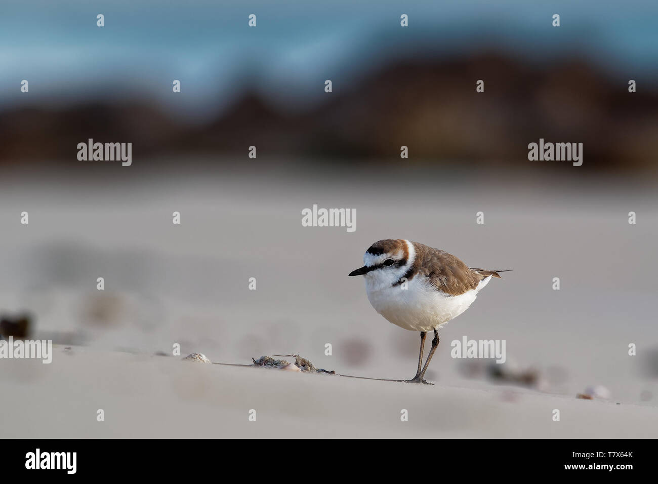 Seeregenpfeifer - Charadrius alexandrinus am Strand am Meer, Sommer in Kap Verde, Grünalgen, Blue Ocean Stockfoto