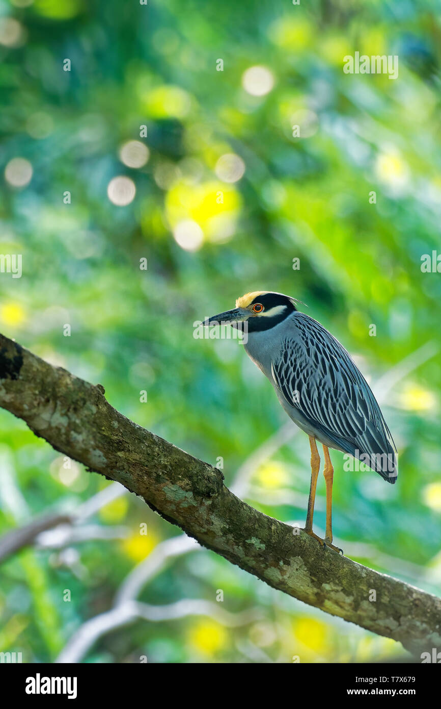 Gelb - gekrönt - Night-Heron Nyctanassa violacea ist Arten der Nacht Reiher in Amerika, als die Bihoreau Violacé in französischer Sprache und die Ped bekannt ist gefunden Stockfoto