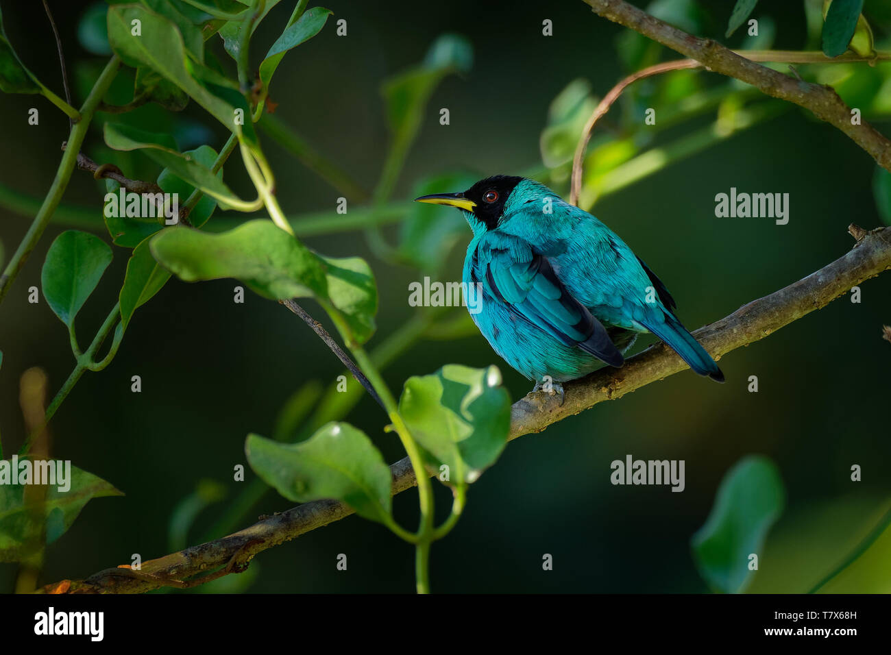 Grün - Honeycreeper Chlorophanes spiza, kleiner Vogel in der tanager Familie. Es liegt in den Tropen der Neuen Welt aus dem Süden von Mexiko nach Süden in Brasilien gefunden, Stockfoto