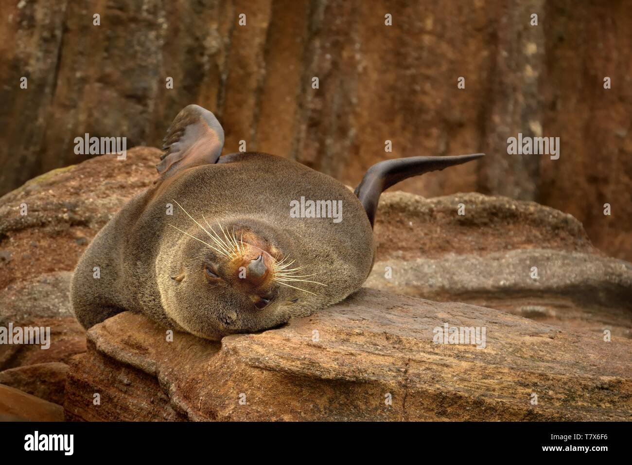 New Zealand fur Seal-arctocephalus Forsteri - kekeno liegen auf dem felsigen Strand in der Bucht in Neuseeland. Stockfoto