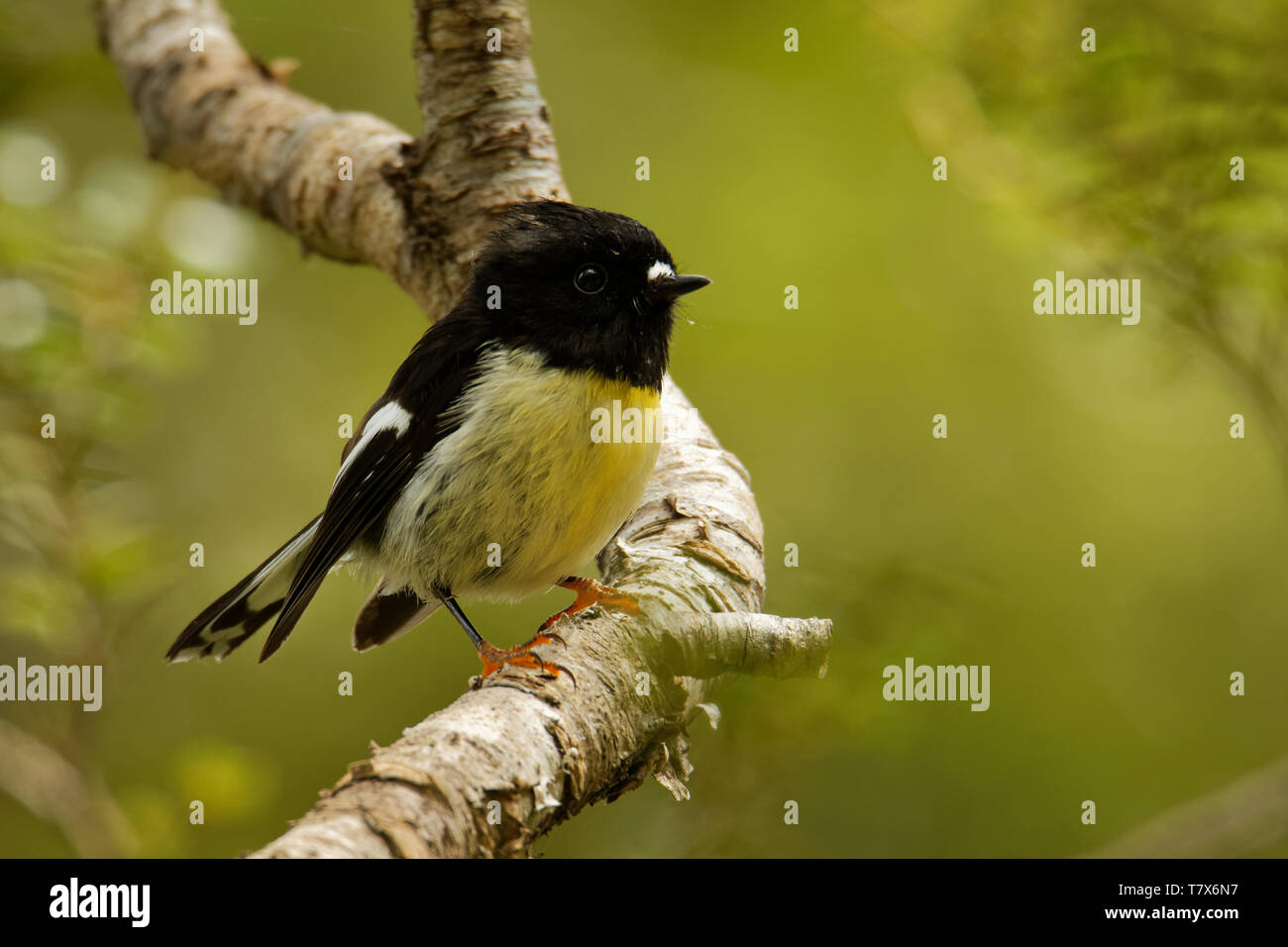 Petroica macrocephala Macrocephala - South Island Tomtit - miromiro endemisch Neuseeland Wald Vogel auf dem Ast im Wald. Stockfoto