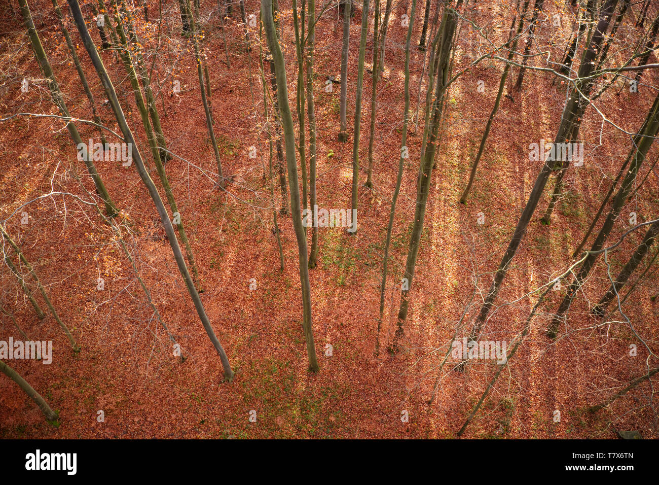 Laubwald im Herbst, Ansicht von der Baumkrone, Landschaft mit roten und braunen Farben des Herbstes, Amtsleitungen ohne Blätter, Blätter sind auf dem Boden Stockfoto