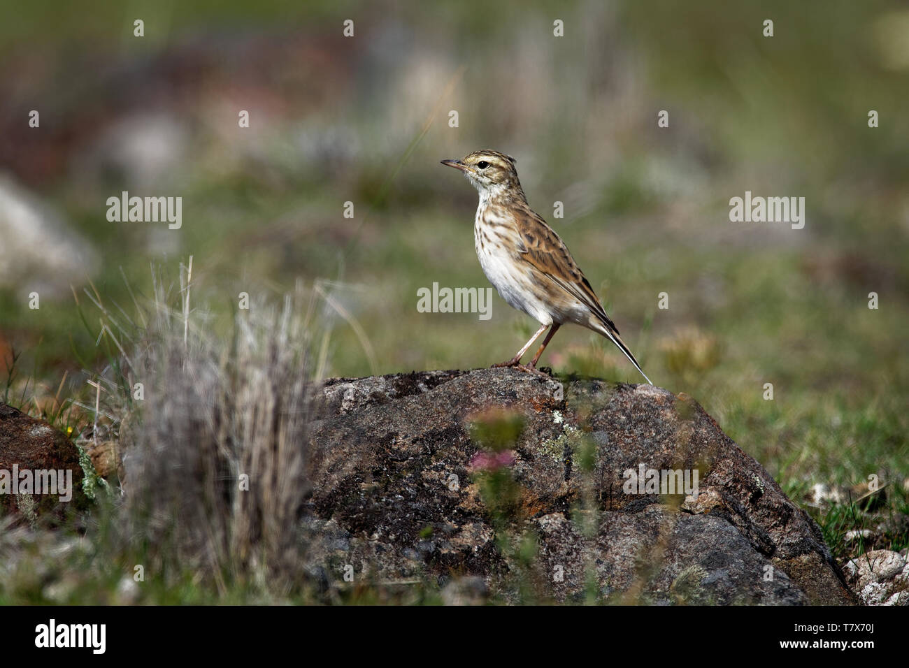 Australische Pieper - Anthus australis bistriatus aus der offenen Land in Australien, Neuseeland, Neuguinea, zwei Arten: Australische Stockfoto