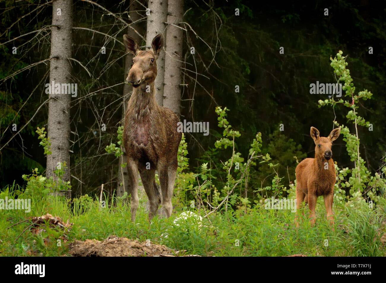 Elch mit ständigen im Wald mit Kalb. Stockfoto