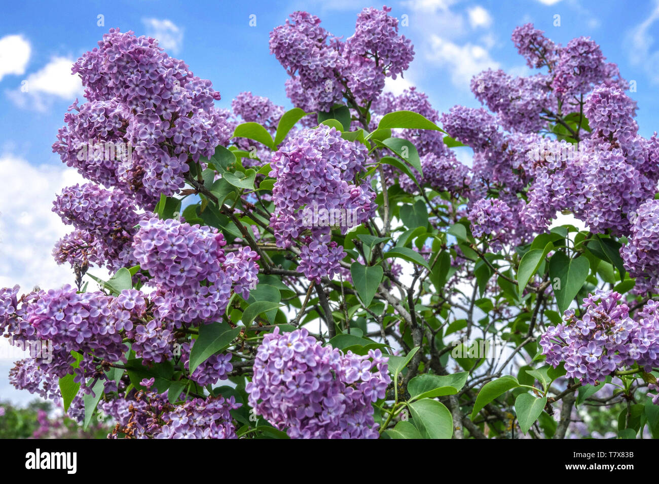 Der Flieder Syringa vulgaris arah Sands' Stockfoto