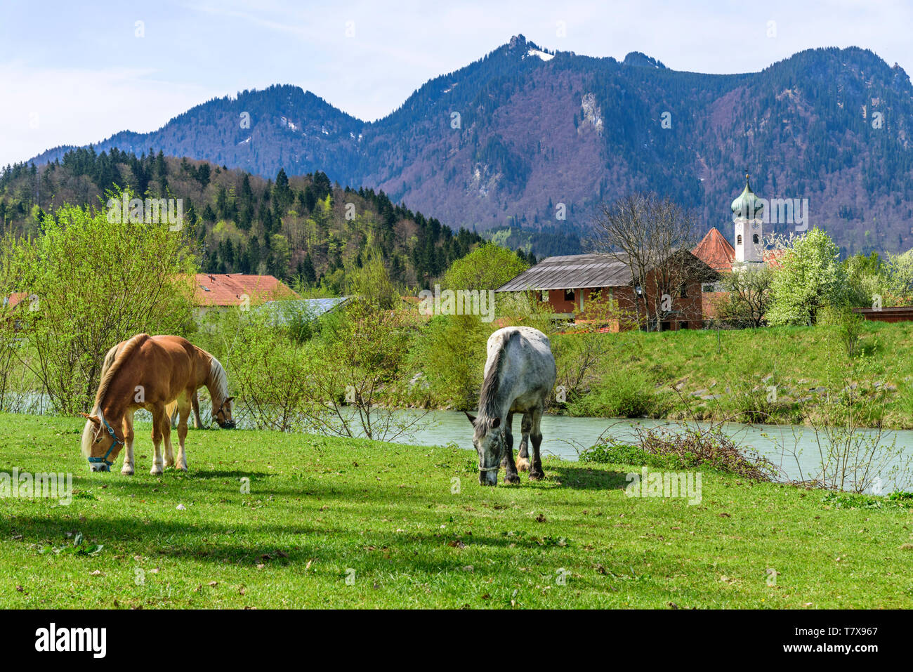 Entspannt weidende Pferde an der Loisach Ufer in der Nähe von Eschenlohe im Frühling Stockfoto