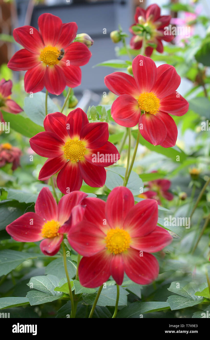 Vielen rot mit orangen Dahlien wachsen im Garten im Sommer Stockfoto