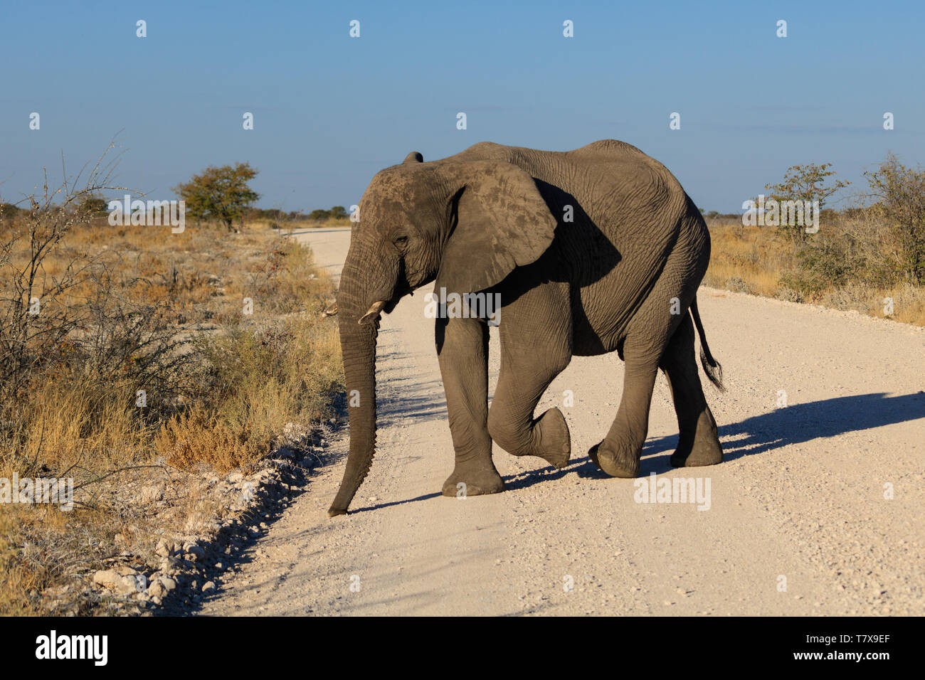 Elefanten im Etosha Nationalpark, Namibia Stockfoto