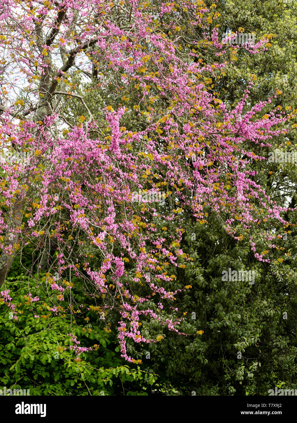 Rosa Blumen kleide die Zweige der Hardy Judas Cercis siliquastrum Baum, Stockfoto