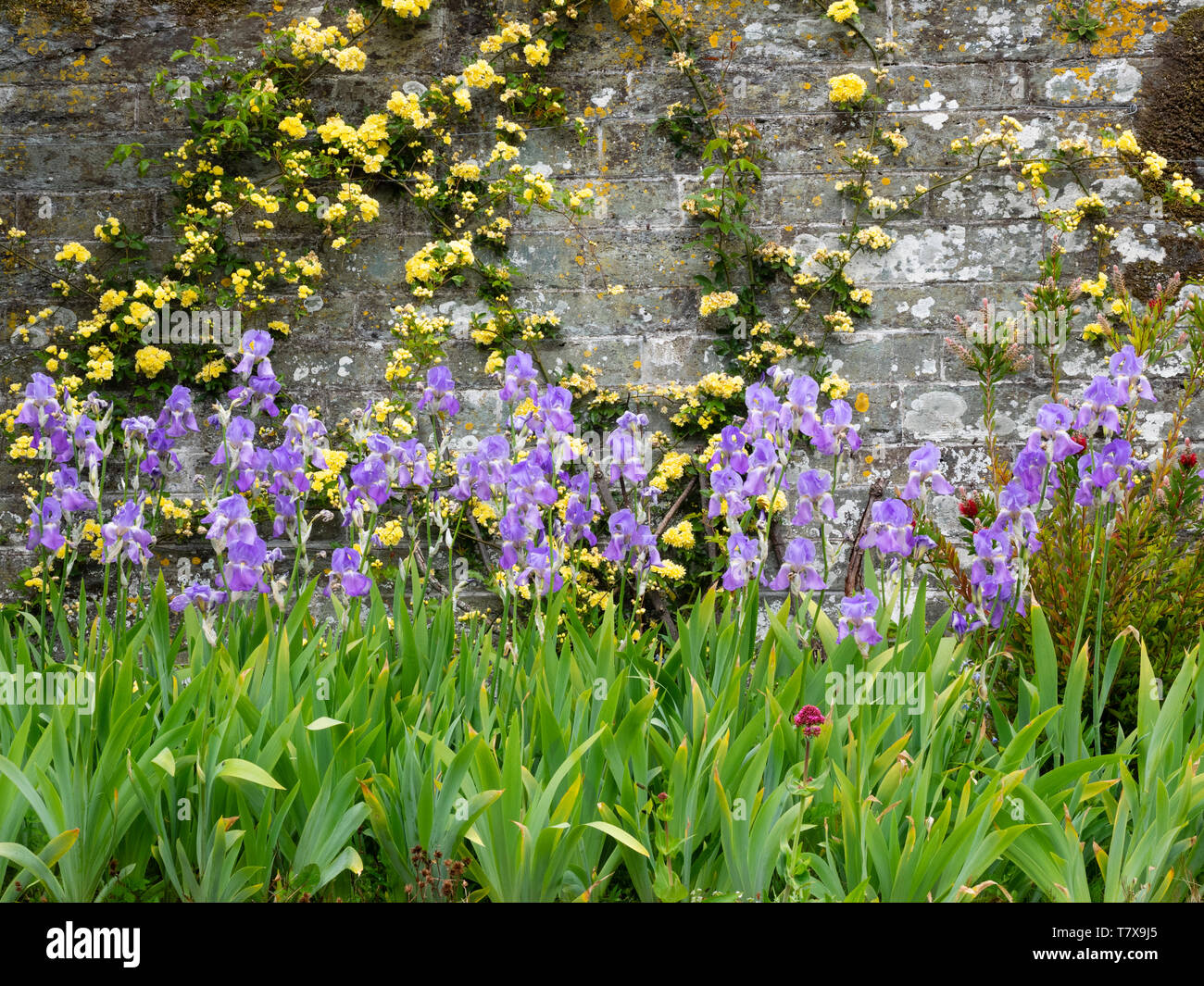 Gelbe Banksian Rose, Rosa 'banksiae Lutea', ausgebildet an der Wand hinter einer Grenze der blau blühende Iris githago ssp Githago Stockfoto