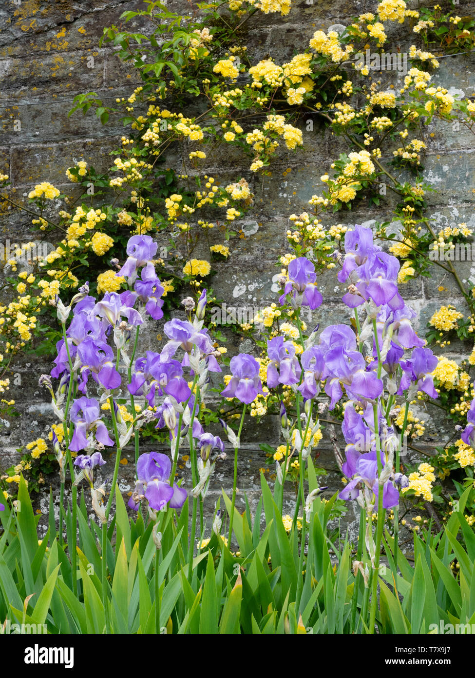 Gelbe Banksian Rose, Rosa 'banksiae Lutea', ausgebildet an der Wand hinter einer Grenze der blau blühende Iris githago ssp Githago Stockfoto