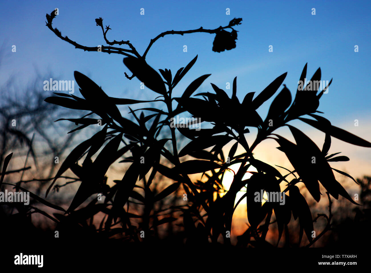 Blumen und Sonnenuntergang Kontrast Stockfoto